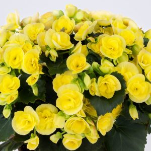 Begonie-Rieger-Sweeties-Yellow
