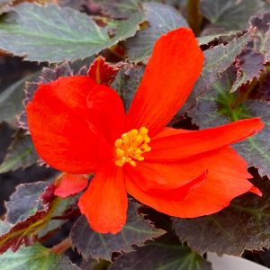 Begonie-Shine-bright-Espresso-orange