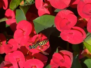 HotMilii ist eine Züchtung aus Christusdorn (Euphorbia milii) ist eine Wolfsmilch-Art, gehört zur Familie der Wolfsmilchgewächse (Euphorbiacea)