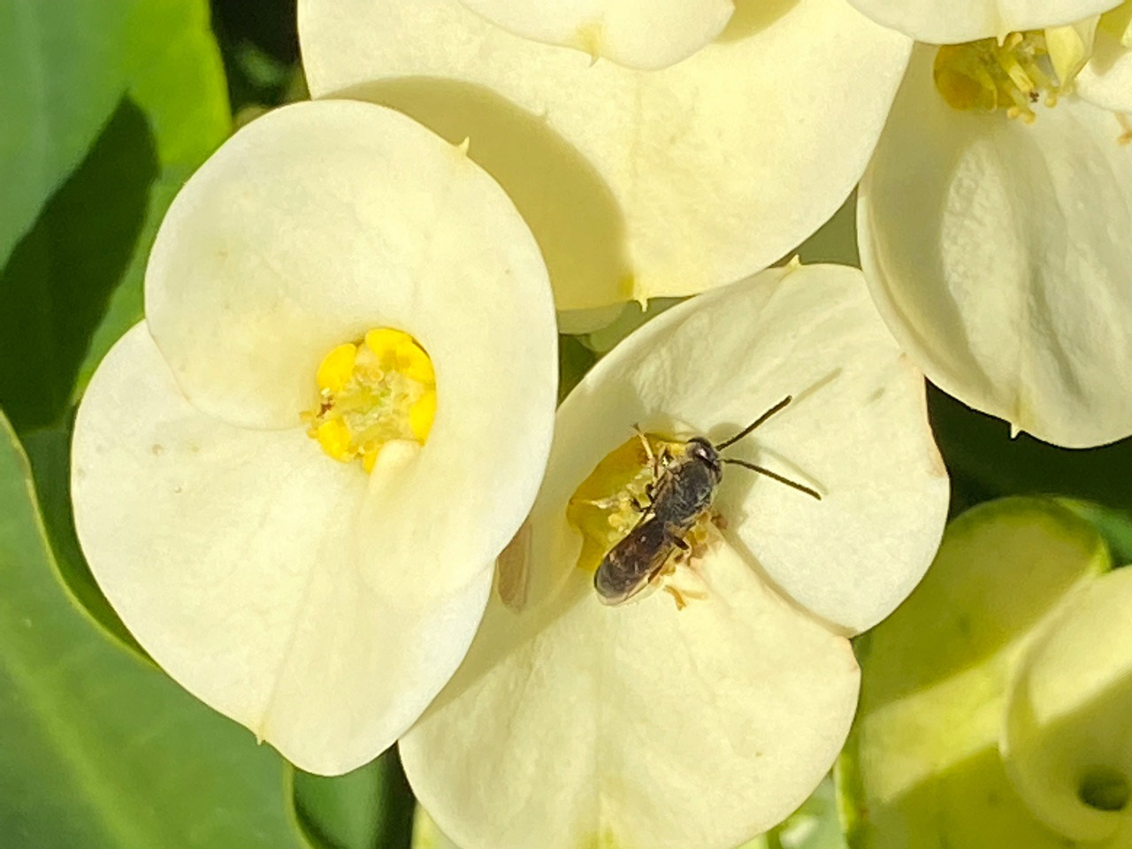 Insektenfreundliche-Blumen Wildbienen-HotMilii