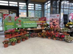 Beet- und Balkonpflanzentag in Veitshöchheim Begonien Rieger mit HotMilii Euphorbia