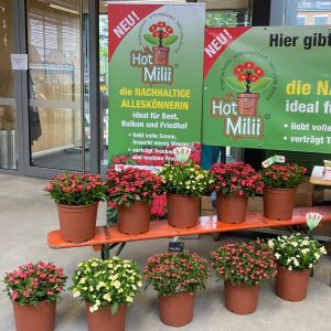 Euphorbia HotMilii Unser Messestand auf der Sommerflor 2022/23 am 7. 7. 2022