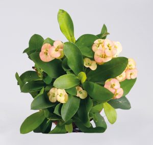 Hot Milii Euphorbia Farbe Creme