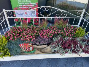 Herbstblumen-Kombibepflanzung Frosthart