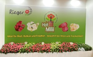 ipm messe-23-rieger-begonie