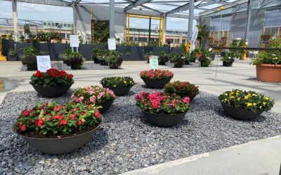 Bundesgartenschau 2023 Balkonpflanzen