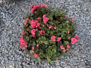 Begonien-Rieger-bei-BuGa2023