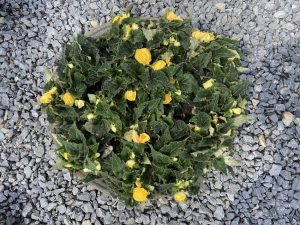 Begonien-gelb-Rieger-bei-BuGa2023