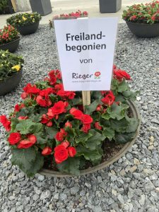 Freiland-Begonien-Bundesgartenschau2023