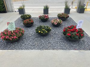 Freiland-Begonien-Rieger-bei-BuGa2023