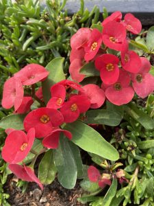 Grabbepflanzug-trockenheit-HotMilii