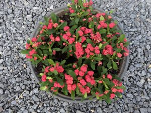 Hot-Milii-Rieger-bei-BuGa2023