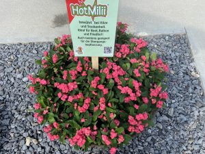 Hot-Milii-Topfblume-BuGa2023