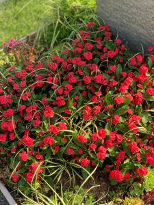 grabbepflanzung-rote-blumen-hotmilii