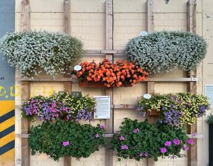 Bundesgartenschau Mannheim unsere Begonien und HotMilii