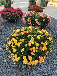 Bundesgartenschau Mannheim unsere Begonien und HotMilii