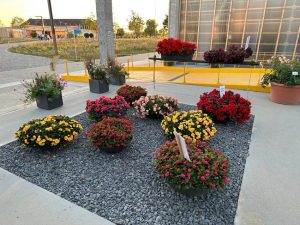 Bundesgartenschau Mannheim unsere Begonien und HotMilii