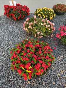 Bundesgartenschau Mannheim unsere Begonien und HotMilii