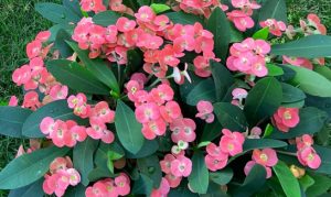 Farbige blühende Sukkulente HotMilii