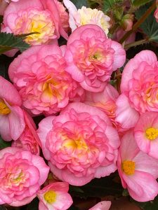 Pinky-Begonie-Pflanze-des-Jahres-2024-Bluete