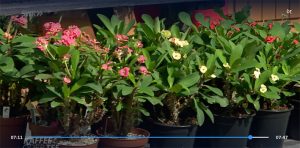 Pflanztipps-Sukkulenten-in-der-SWR-Sendung-Kaffee-oder-Tee