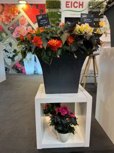 IPM-2025-Messe-Impressionen-Begonie