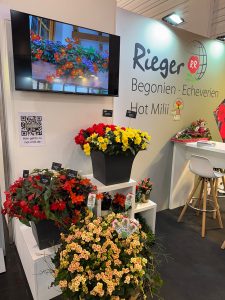 IPM-2025-Messe-Impressionen-Begonie-Echeverie