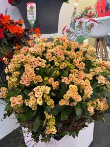 IPM-2025-Messe-Impressionen-HotMilii-Echeverie