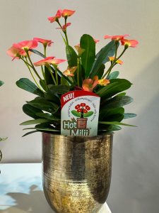 IPM-2025-Messe-Impressionen-HotMilii-Echeverien