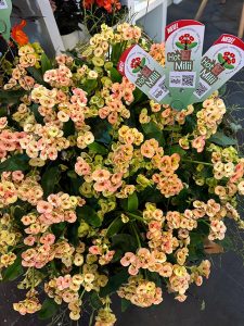 Creme Blume HotMilii