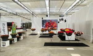 Rieger Impressionen Flowertrails bei Westhoff