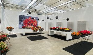 Impressionen Flowertrails bei Westhoff