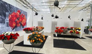 Impressionen Flowertrails bei Westhoff