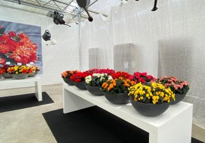 Impressionen Flowertrails bei Westhoff