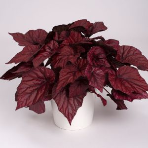 Blattbegonie-Inca-Flame