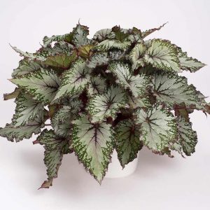 BreezeLeaf-Blattbegonie-Asian-Tundra