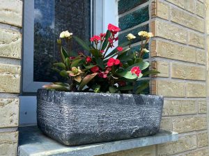 HotMilii-blüht-ohne-gießen