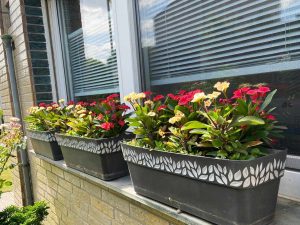 HotMilii-blüht-im Blumenkasten ohne-gießen