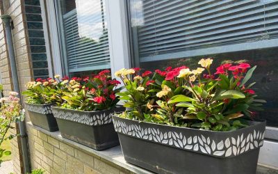 HotMilii bei Sommerhitze