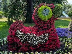 Rieger Hot Milii und Begonie Shine Bright auf Mainau
