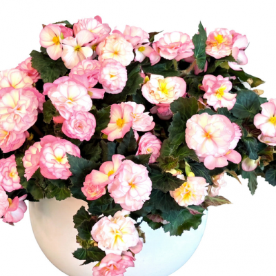 Beaugonia Pink Powder