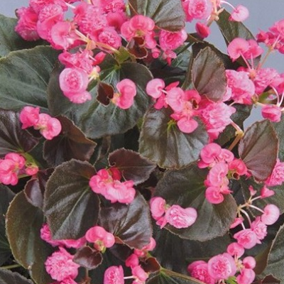 Little Dumpling Pink