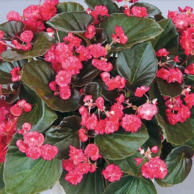 Little Dumpling Red