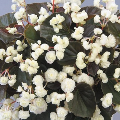 Little Dumpling White