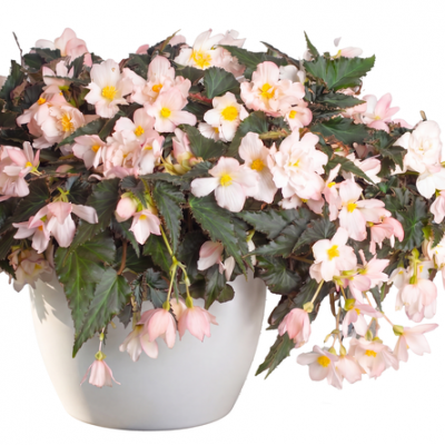 Appleblossom